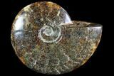 Polished, Agatized Ammonite (Cleoniceras) - Madagascar #88356-1